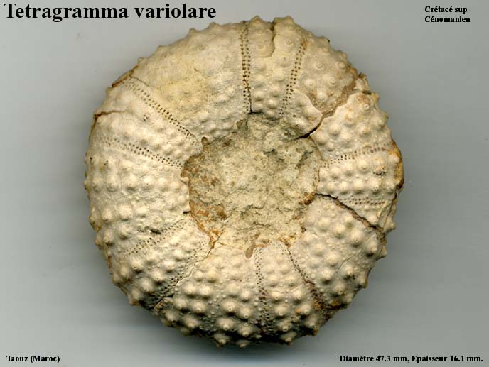 Tetragramma_variolare